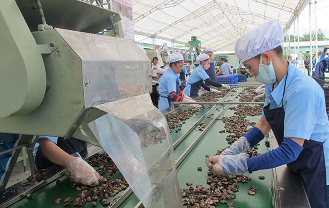 Cashew nut production