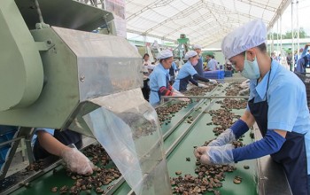 Cashew nut production