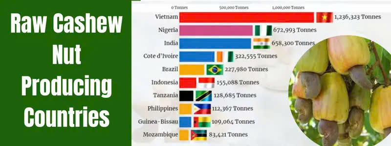 The World's Major Cashew Nut Producing Countries